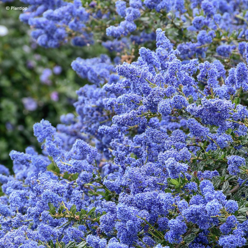 Säckelblume Pacific Wave - Ceanothus