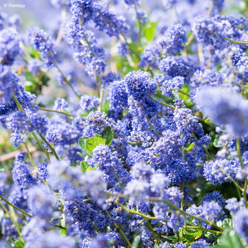 Säckelblume Pacific Wave - Ceanothus
