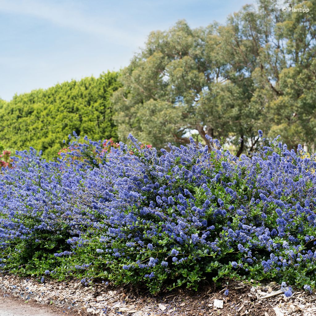Säckelblume Pacific Wave - Ceanothus