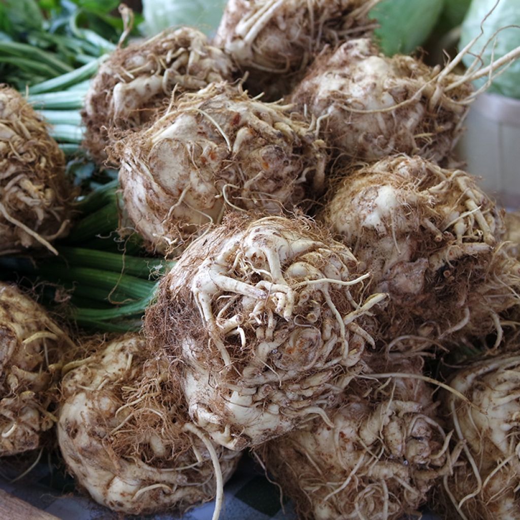 Knollensellerie Roem van Zwijndrecht Bio