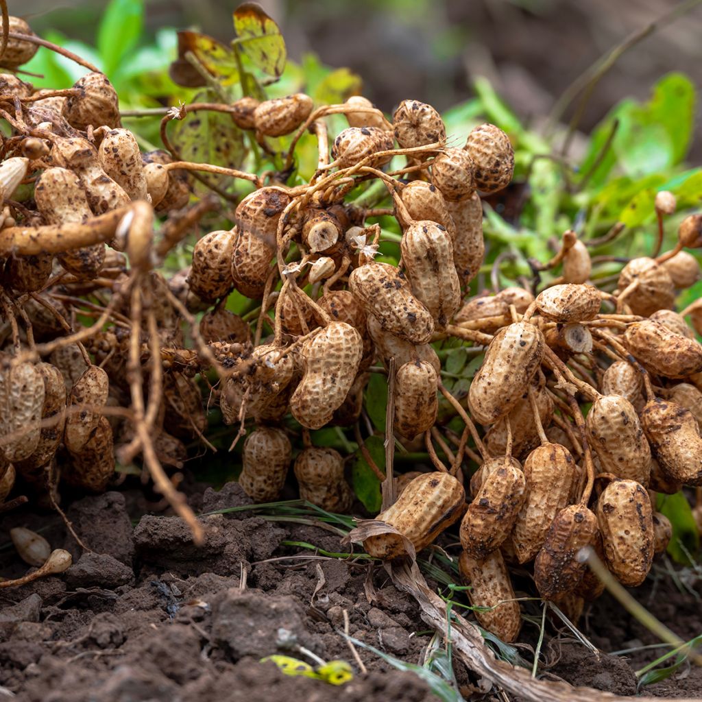 Erdnuss - Arachis hypogaea