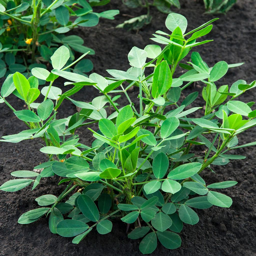 Erdnuss - Arachis hypogaea