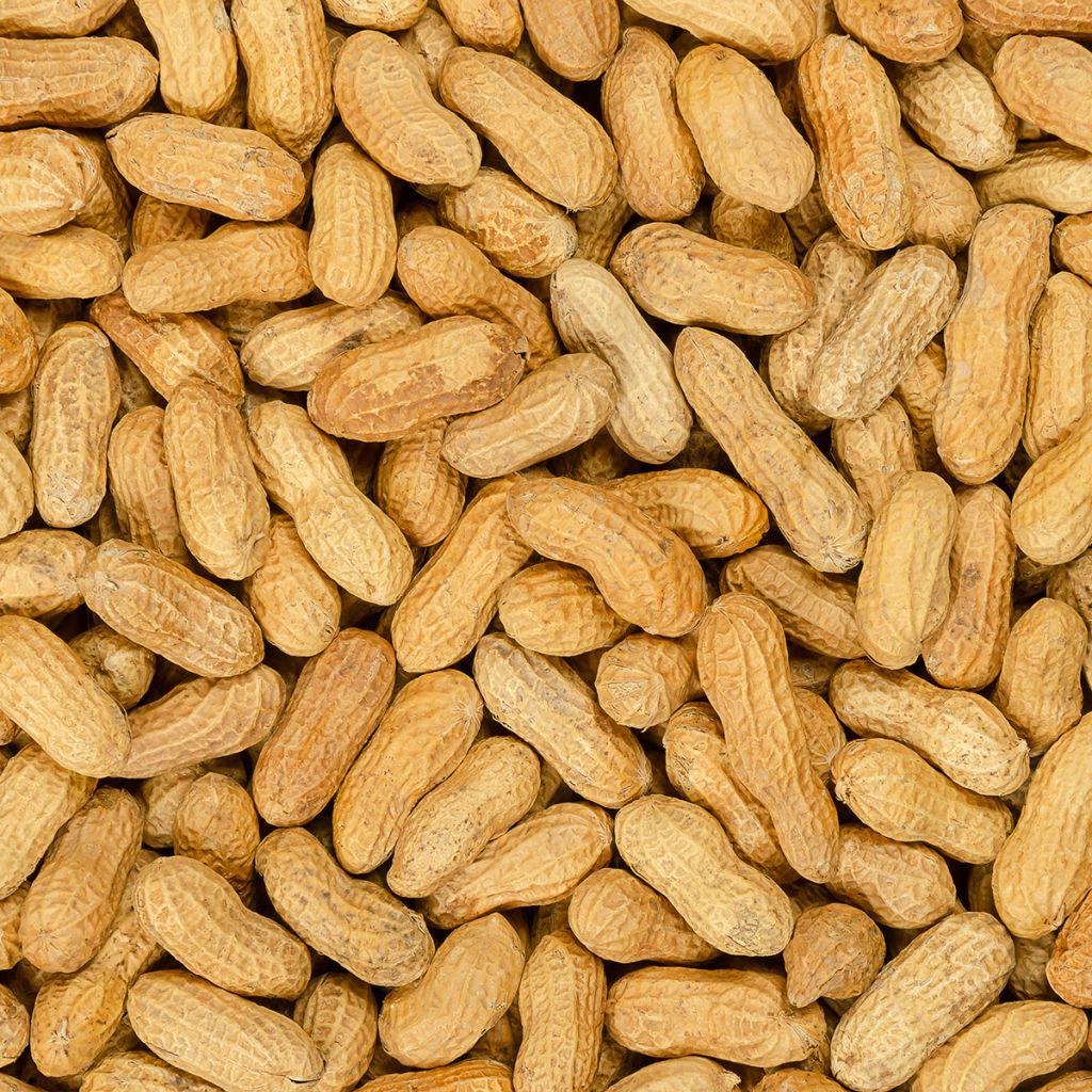 Erdnuss - Arachis hypogaea