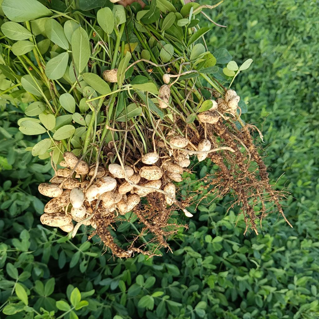 Erdnuss - Arachis hypogaea