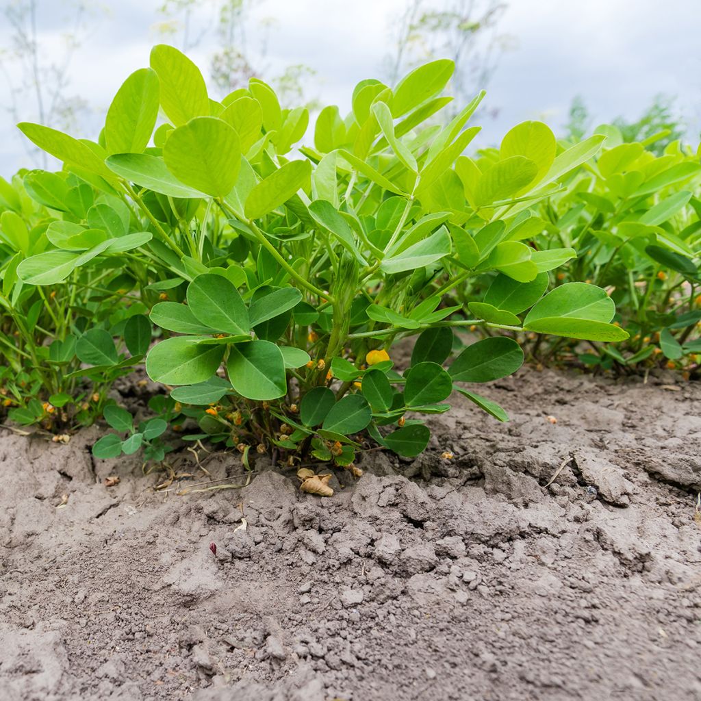 Erdnuss - Arachis hypogaea