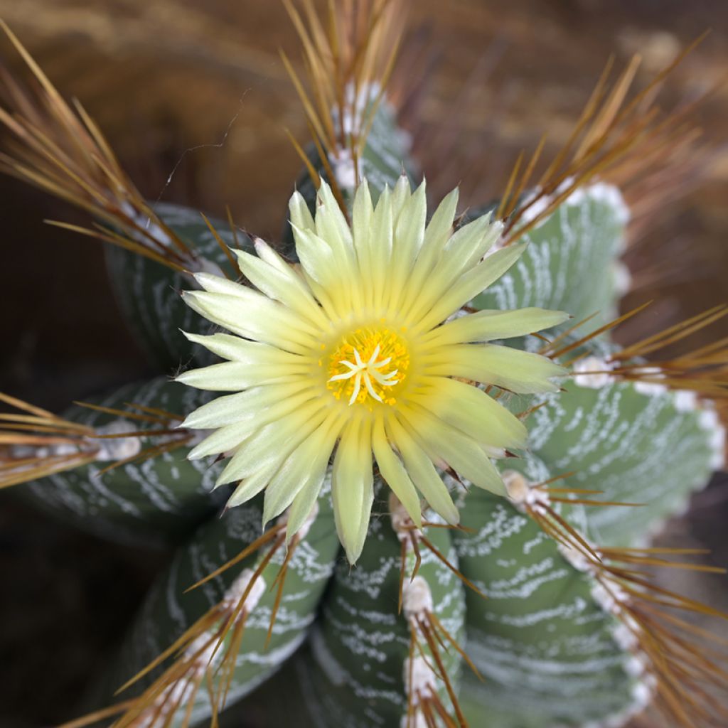 Kaktus - Astrophytum ornatum