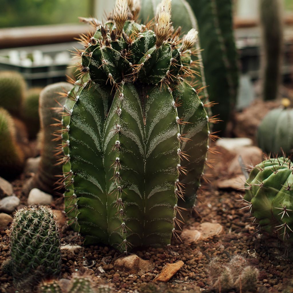 Kaktus - Astrophytum ornatum
