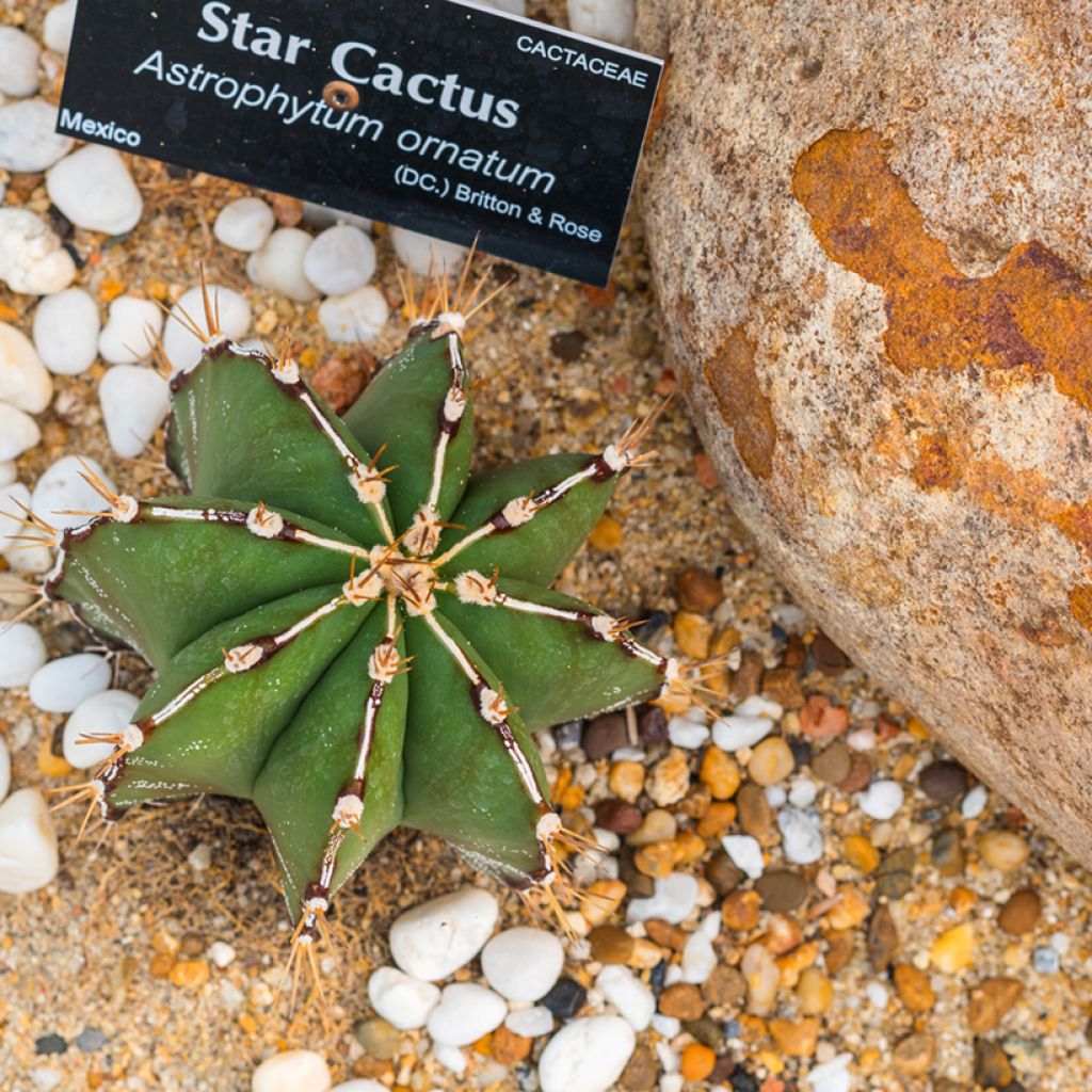 Kaktus - Astrophytum ornatum