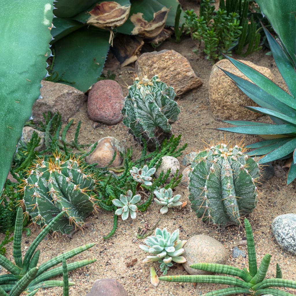 Kaktus - Astrophytum ornatum