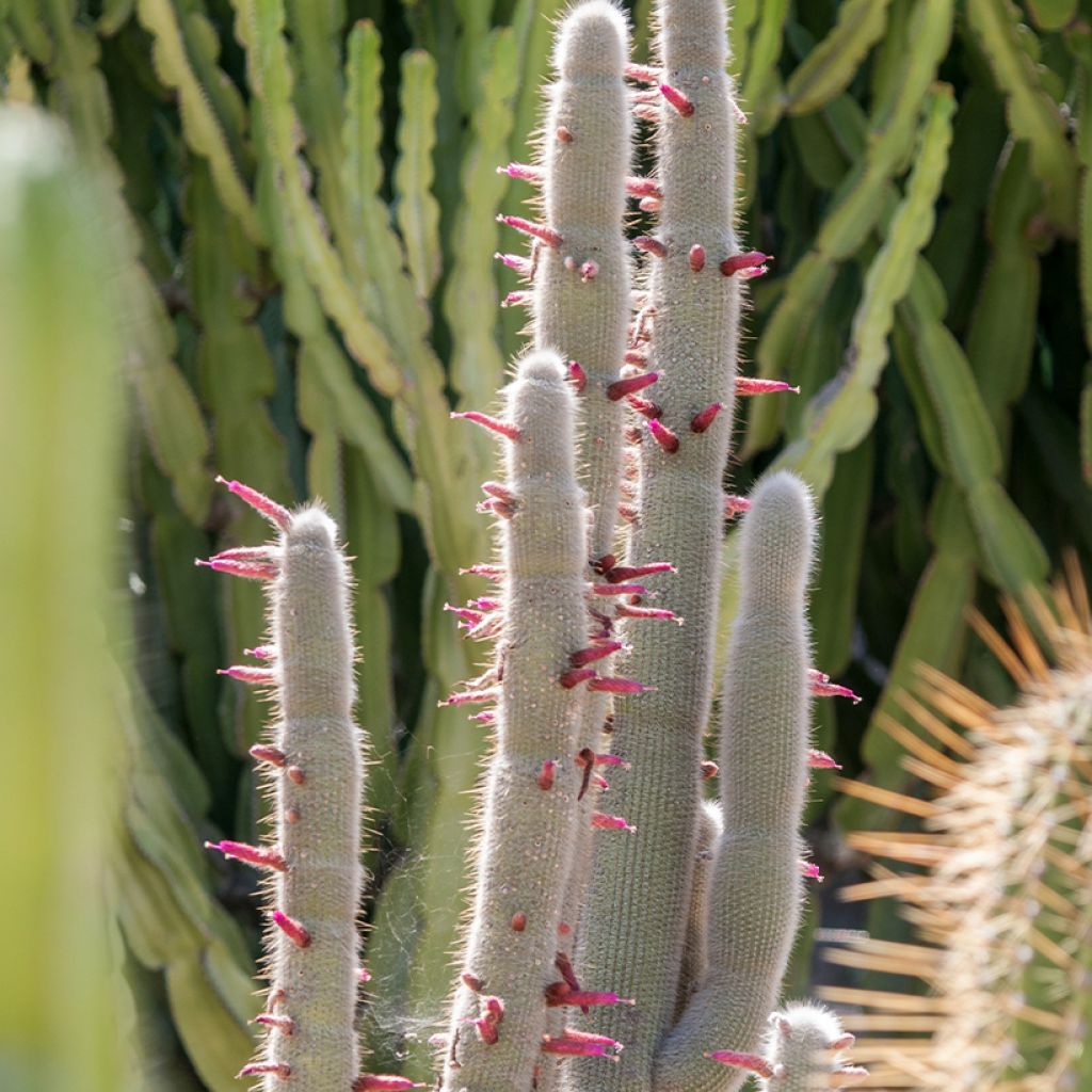 Cleistocactus strausii - Silberkerzenkaktus