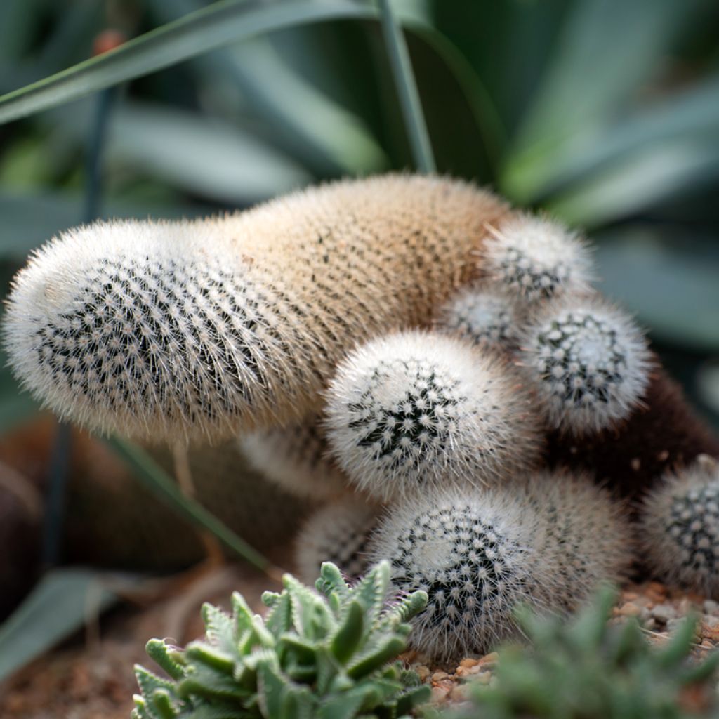 Cleistocactus strausii - Silberkerzenkaktus