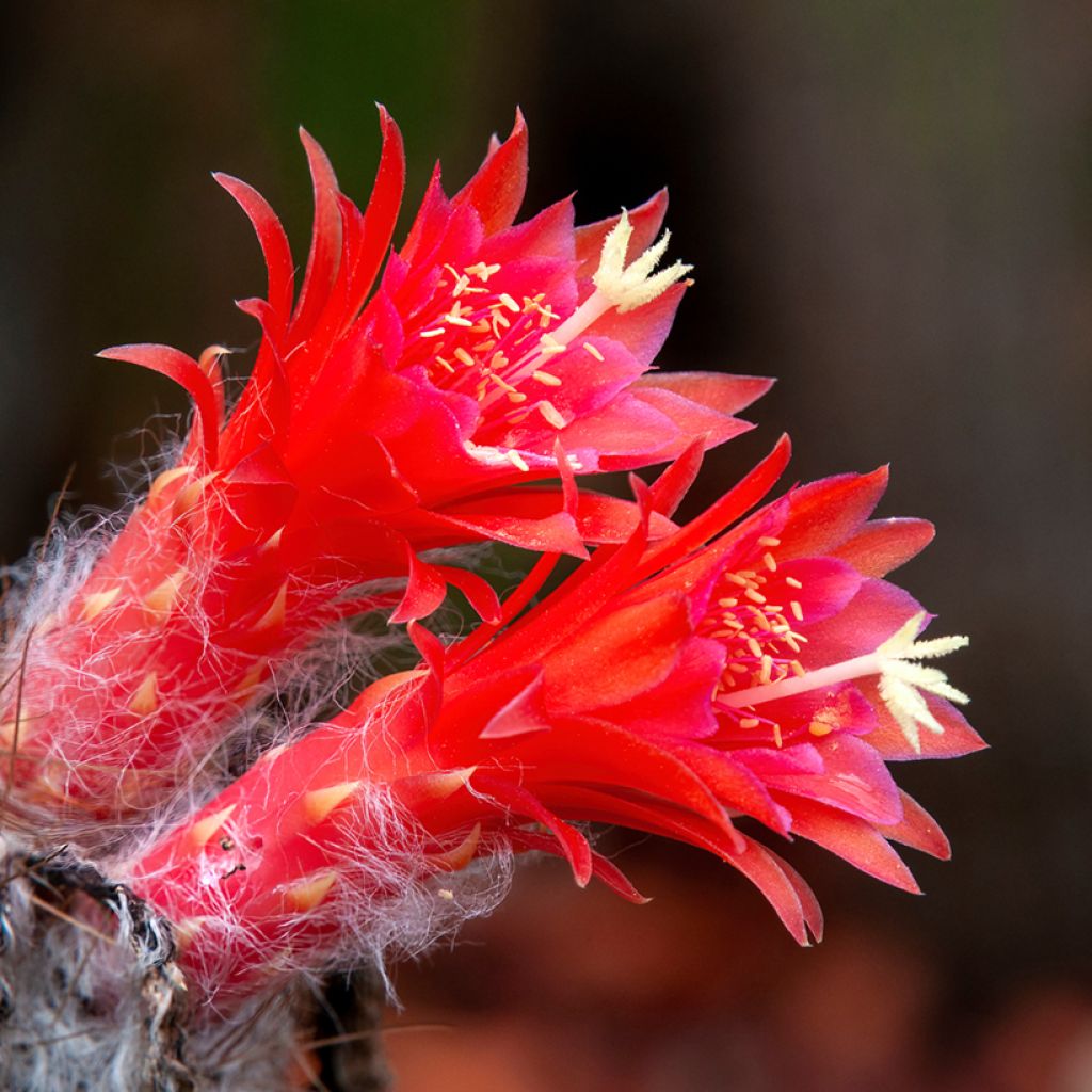 Cleistocactus strausii - Silberkerzenkaktus