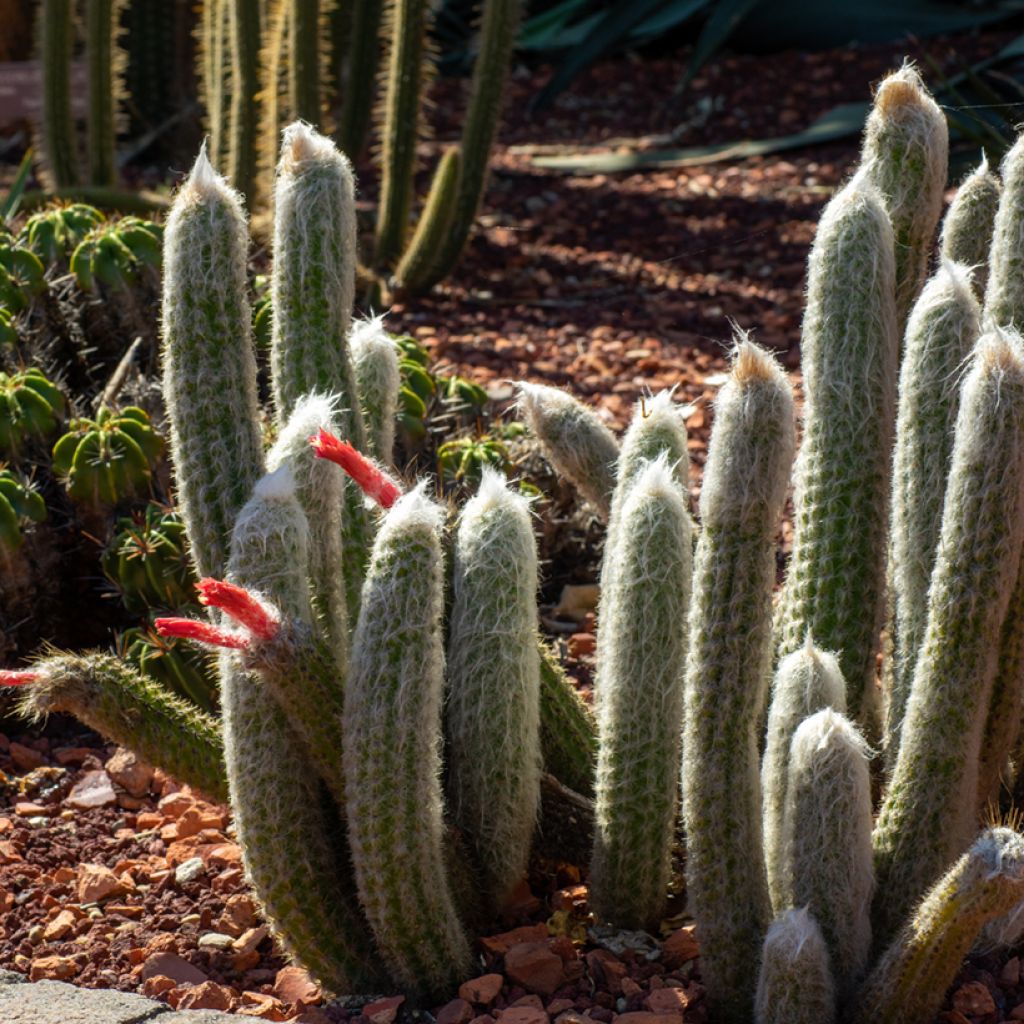 Cleistocactus strausii - Silberkerzenkaktus