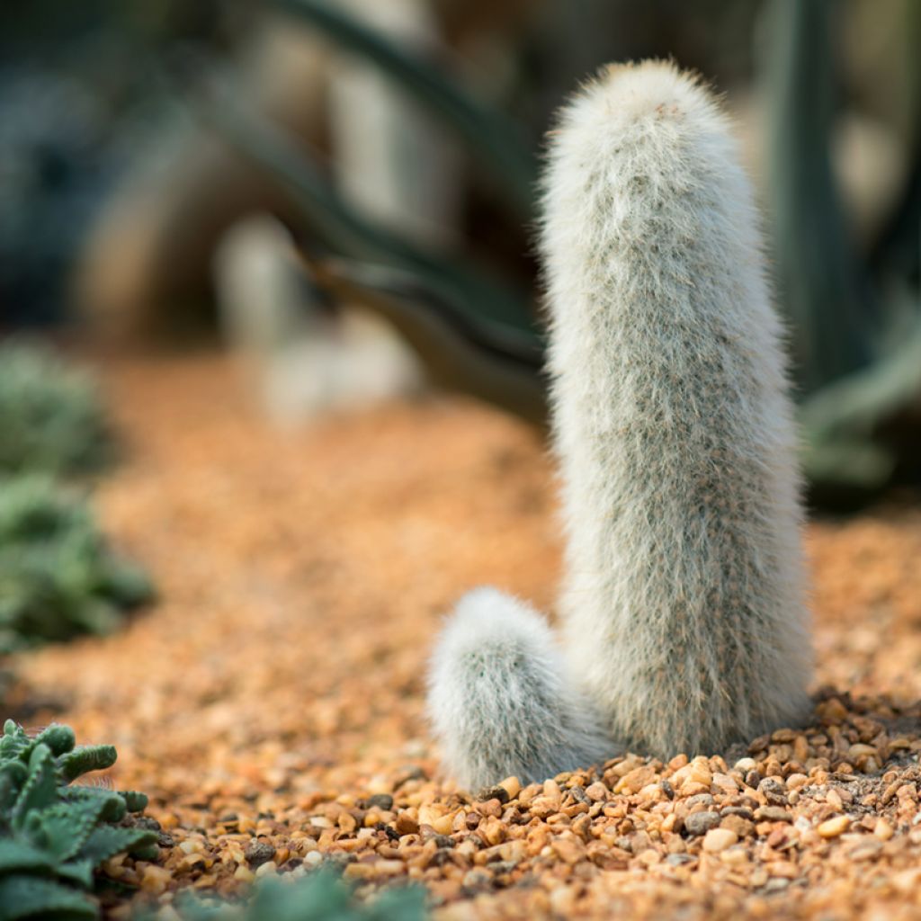 Cleistocactus strausii - Silberkerzenkaktus