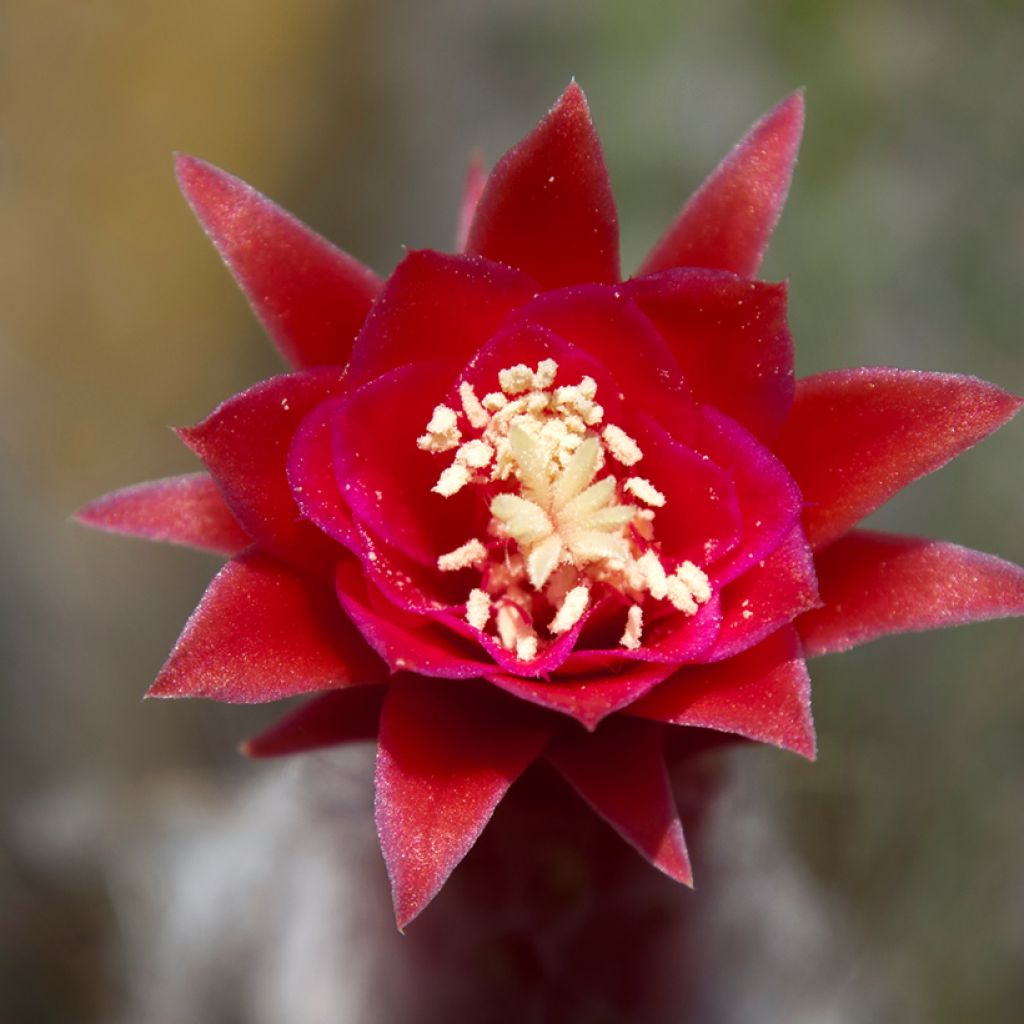 Cleistocactus strausii - Silberkerzenkaktus