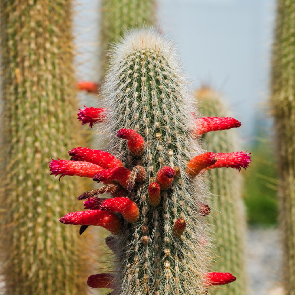Cleistocactus strausii - Silberkerzenkaktus