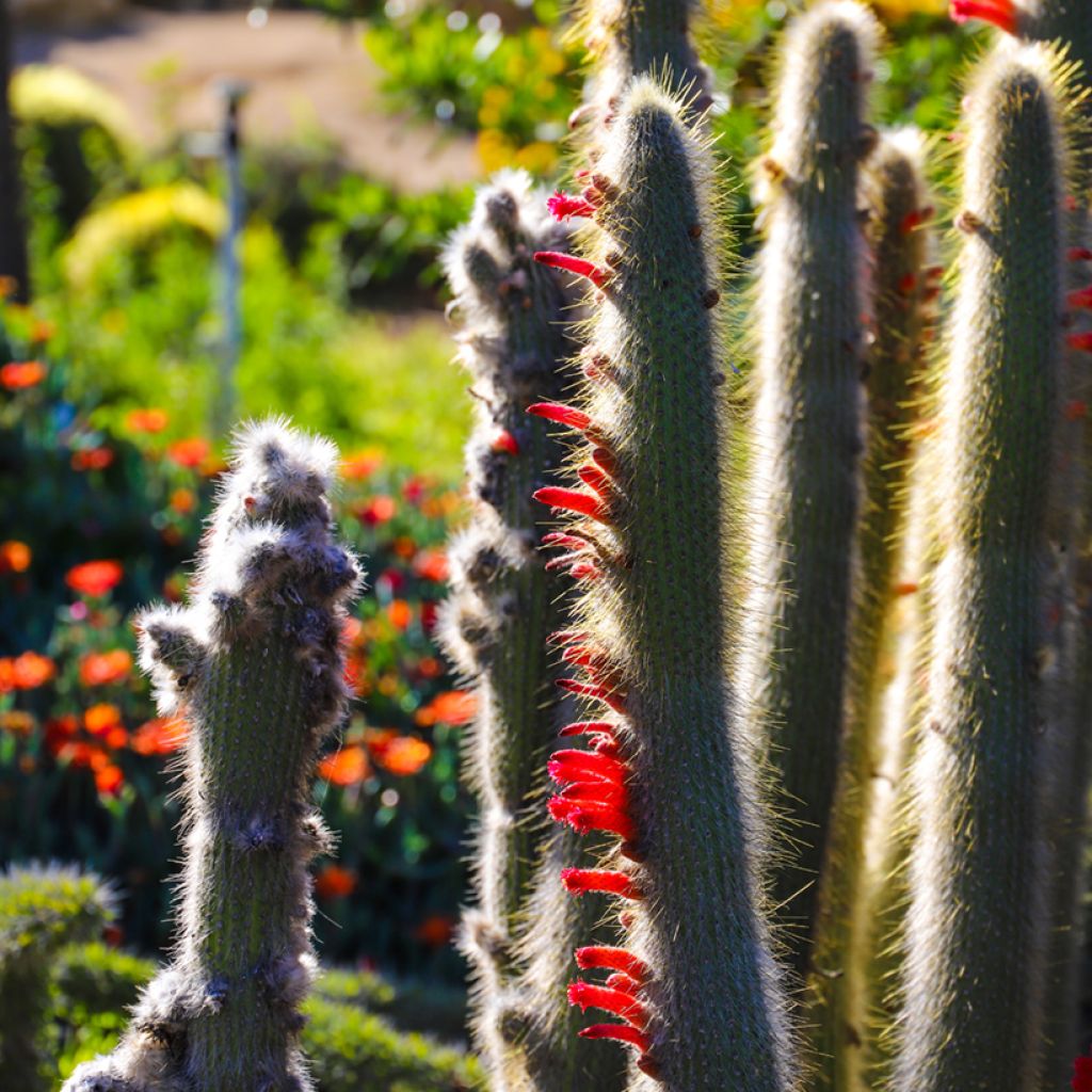 Cleistocactus strausii - Silberkerzenkaktus