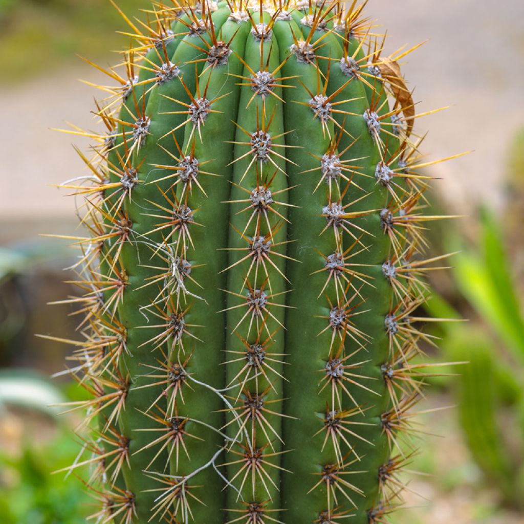 Echinopsis pasacana - Stangenkaktus