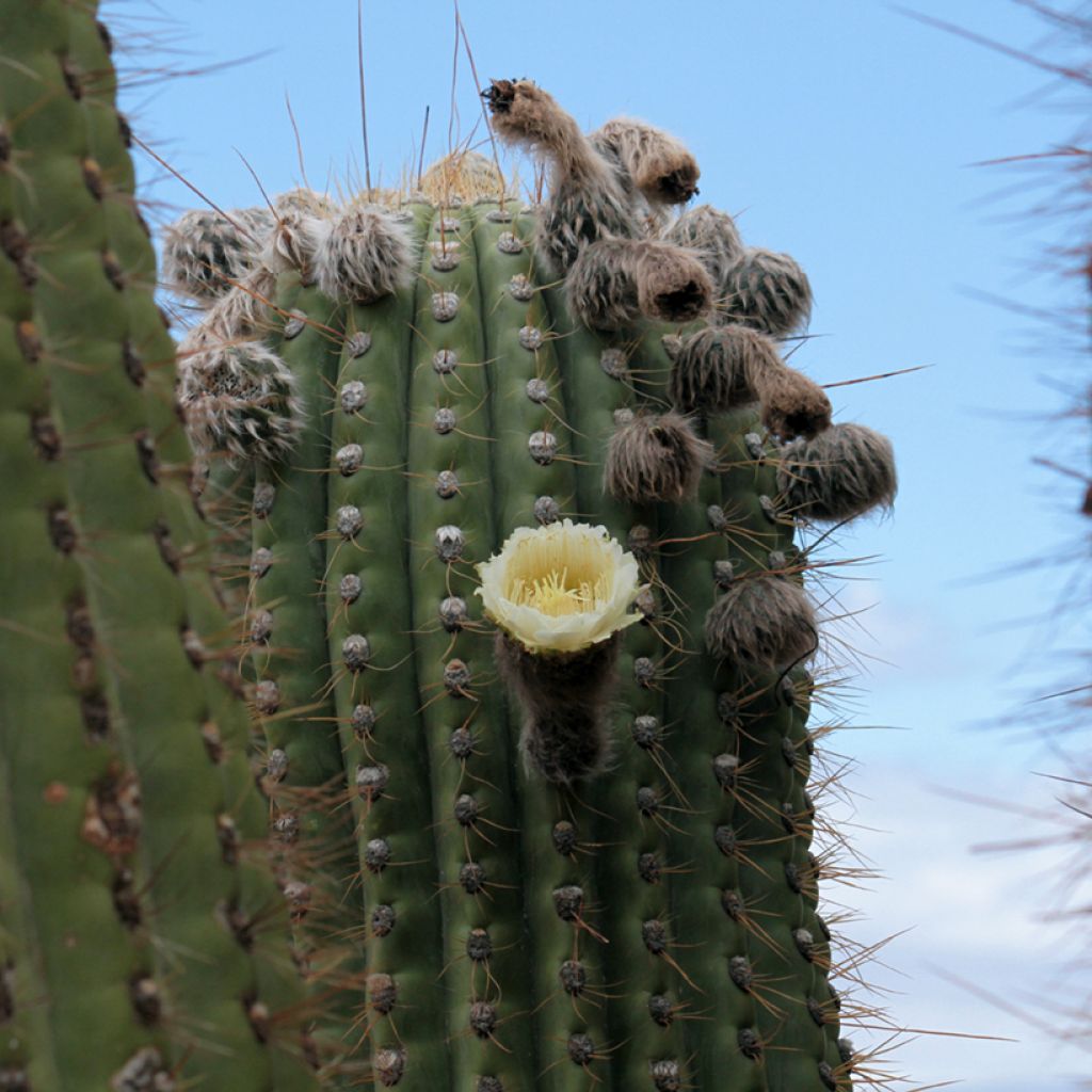 Echinopsis pasacana - Stangenkaktus