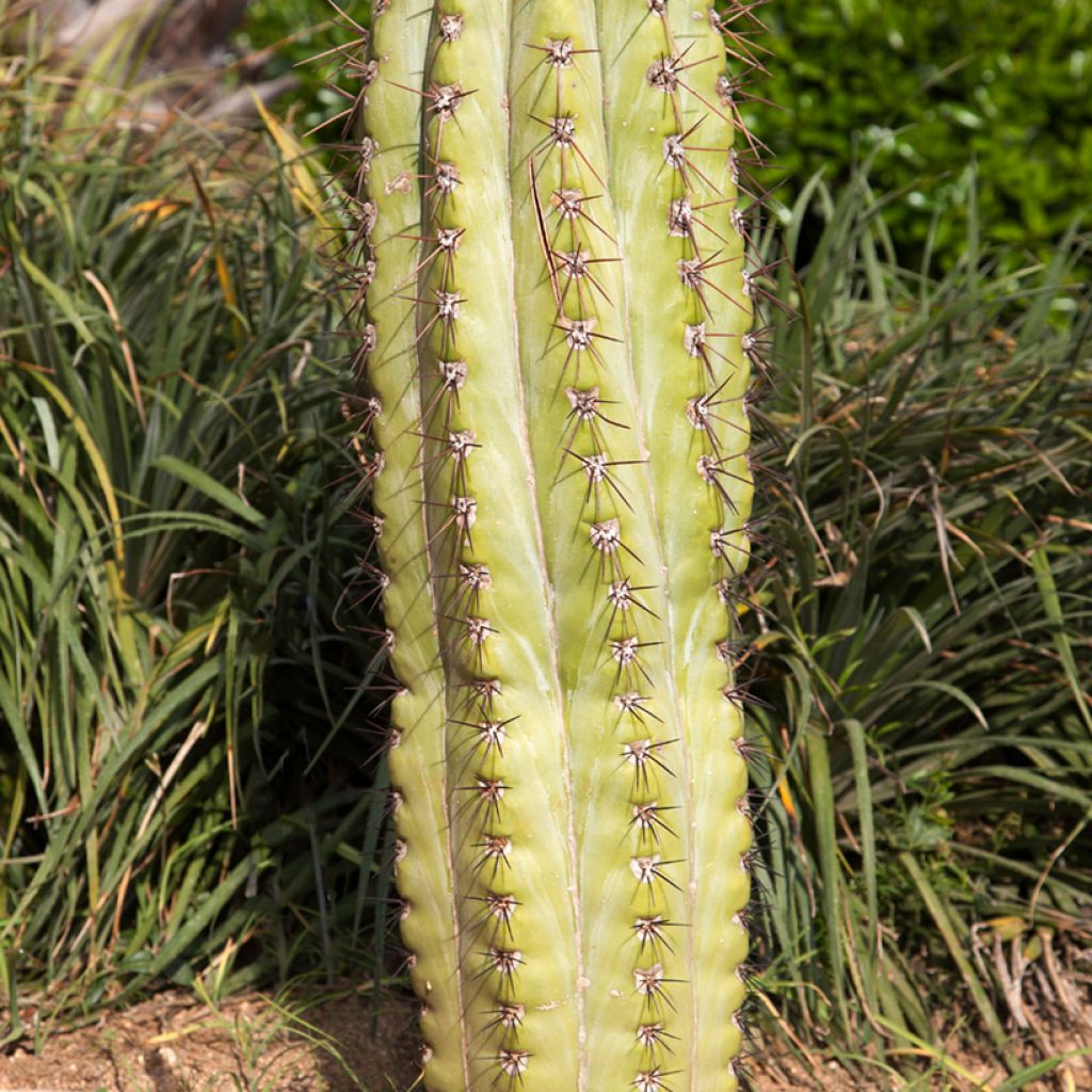 Echinopsis pasacana - Stangenkaktus