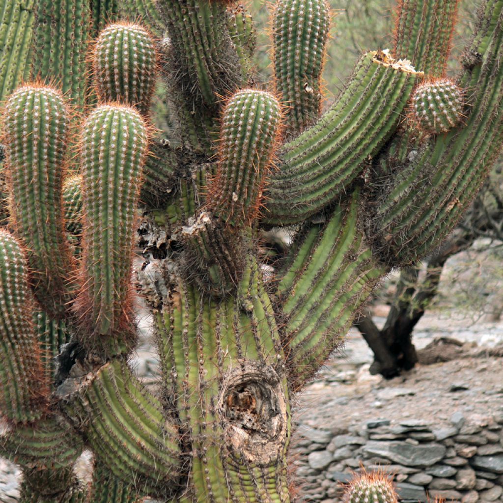 Echinopsis pasacana - Stangenkaktus