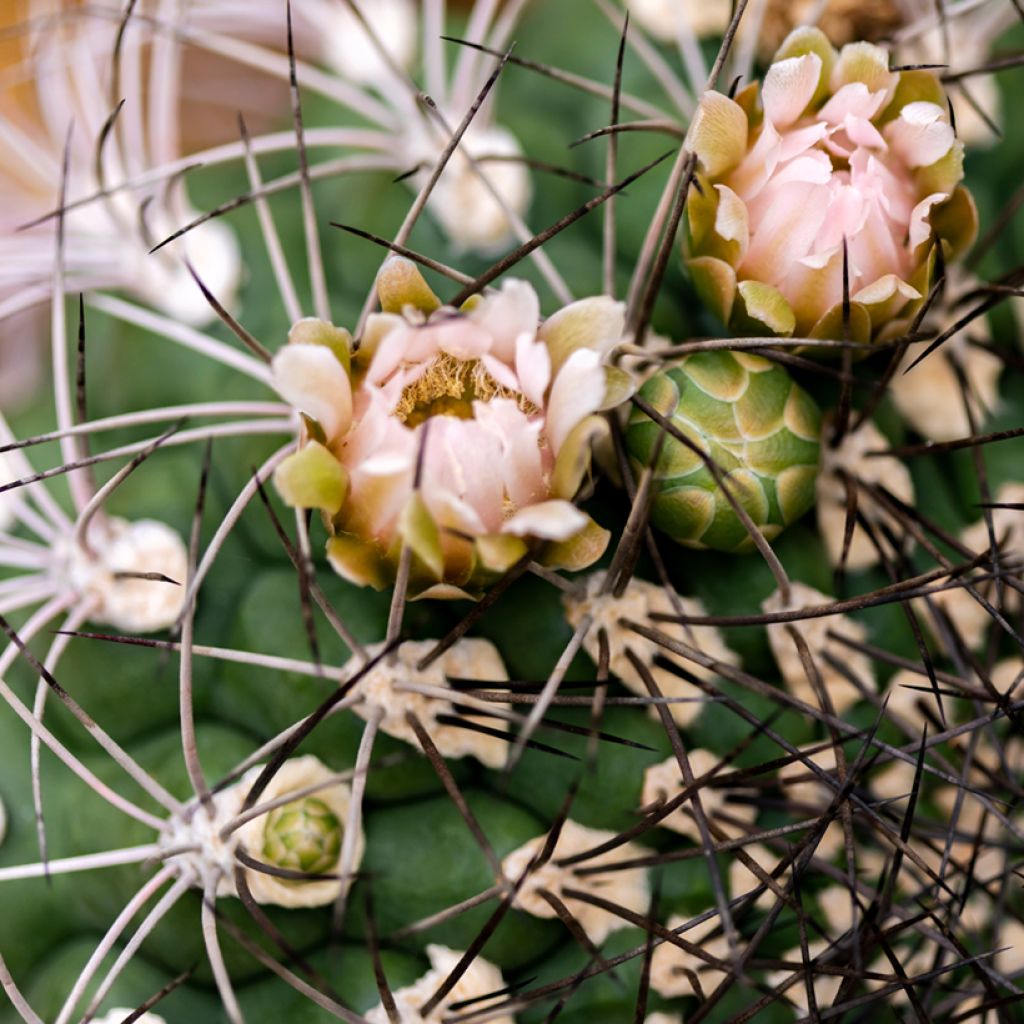 Kaktus - Gymnocalycium saglionis