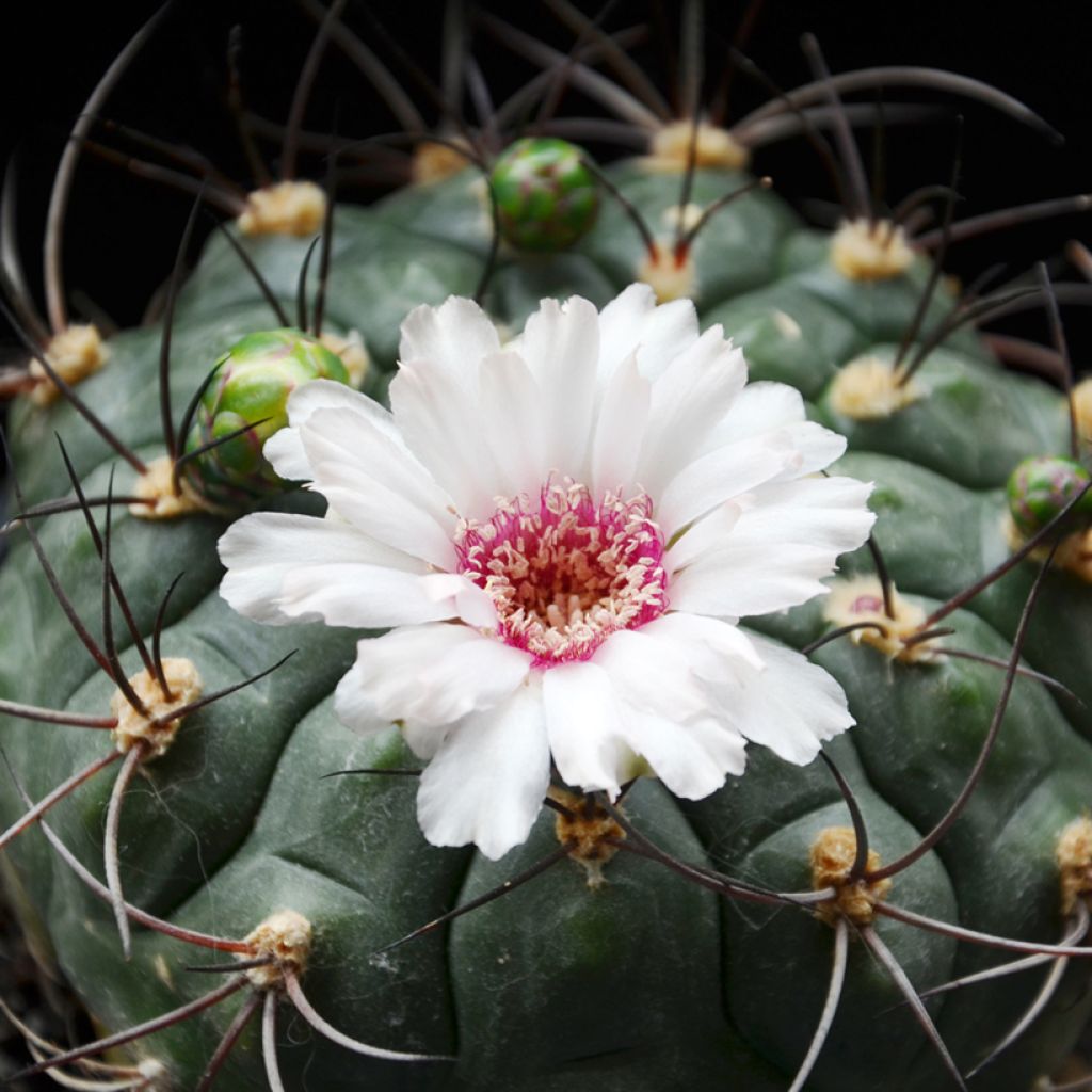 Kaktus - Gymnocalycium saglionis