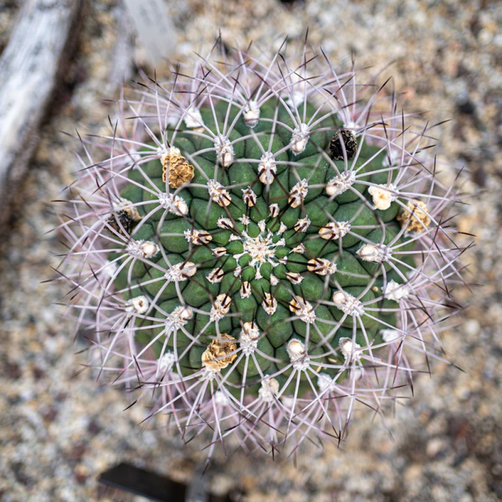 Kaktus - Gymnocalycium saglionis