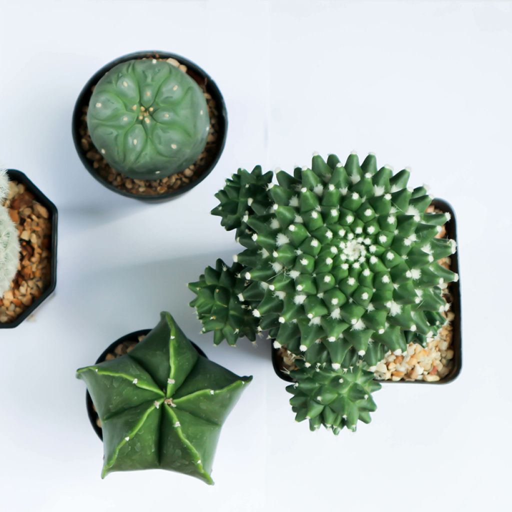 Kaktus - Gymnocalycium saglionis