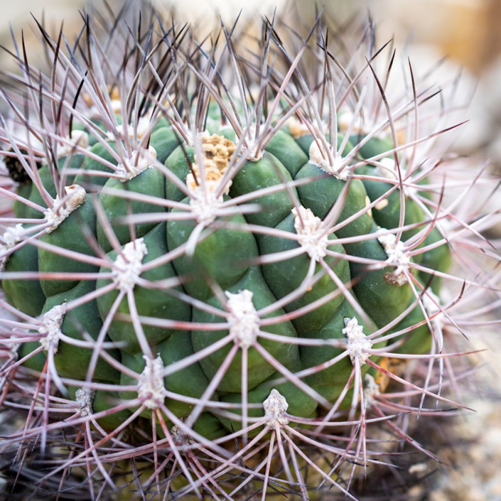 Kaktus - Gymnocalycium saglionis