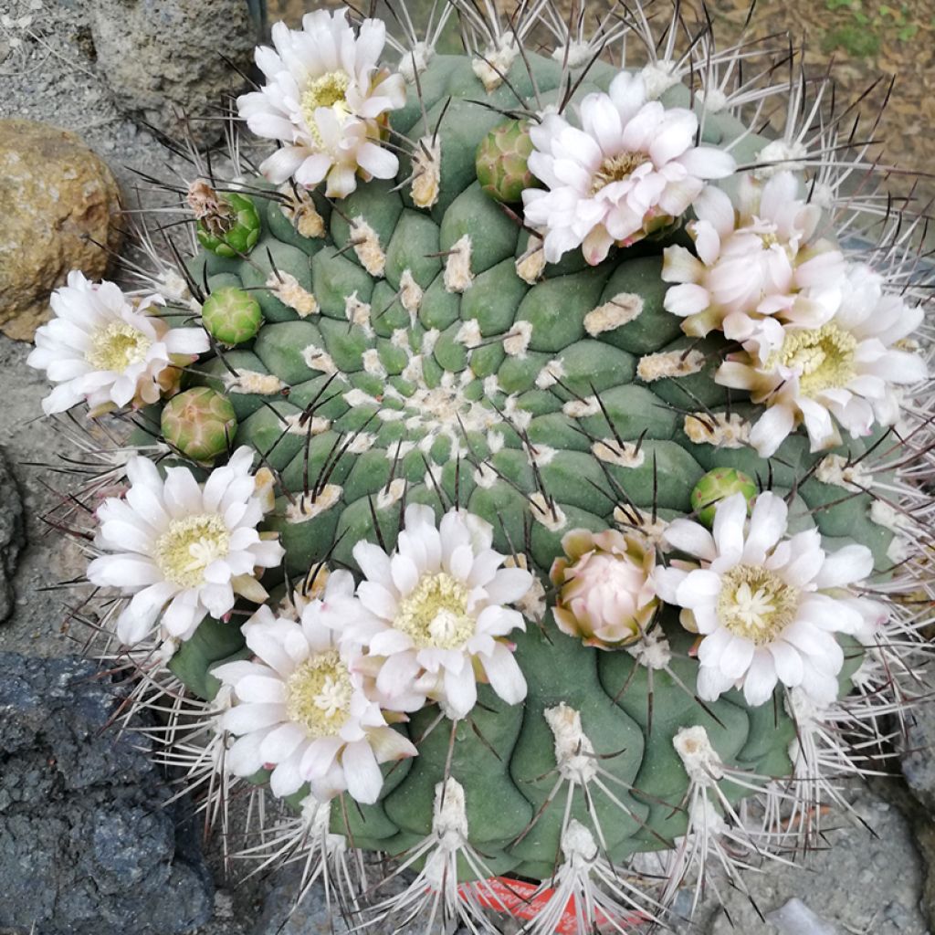 Kaktus - Gymnocalycium saglionis
