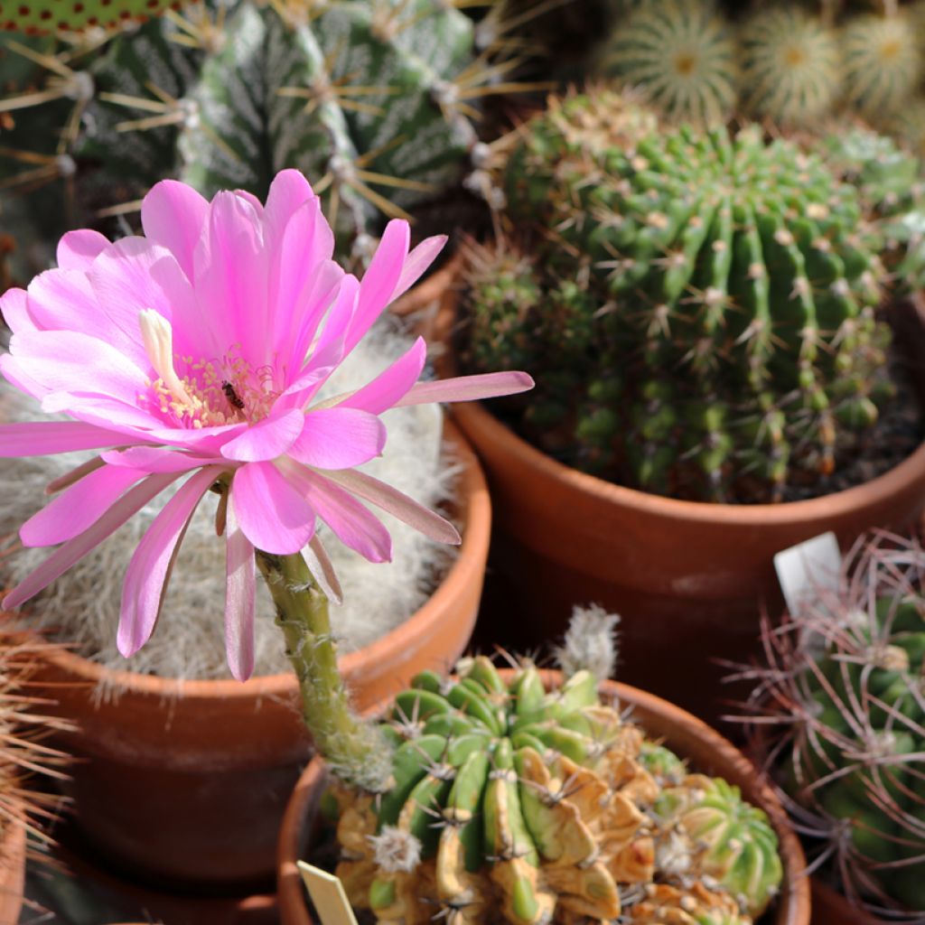 Kaktus - Lobivia cardenasiana