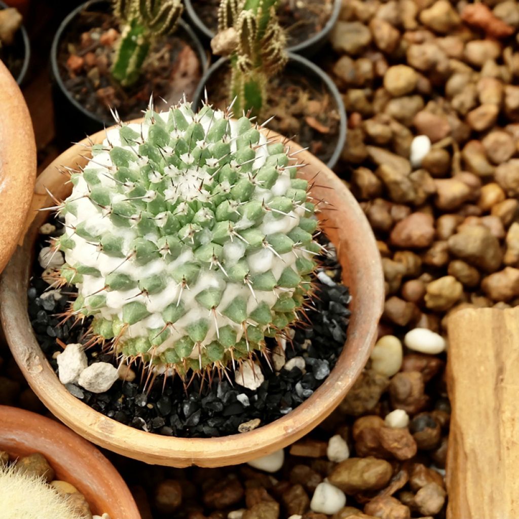 Kaktus - Mammillaria Toluca