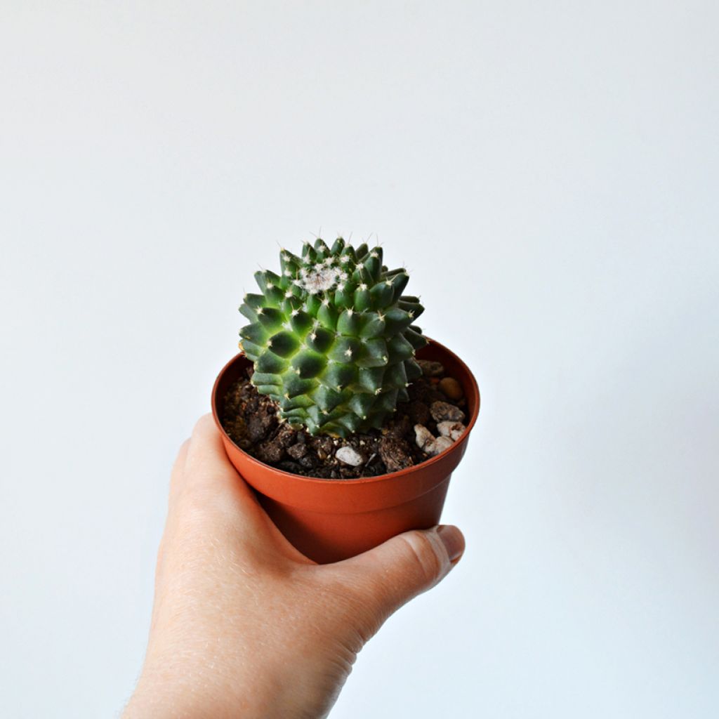 Kaktus - Mammillaria Toluca