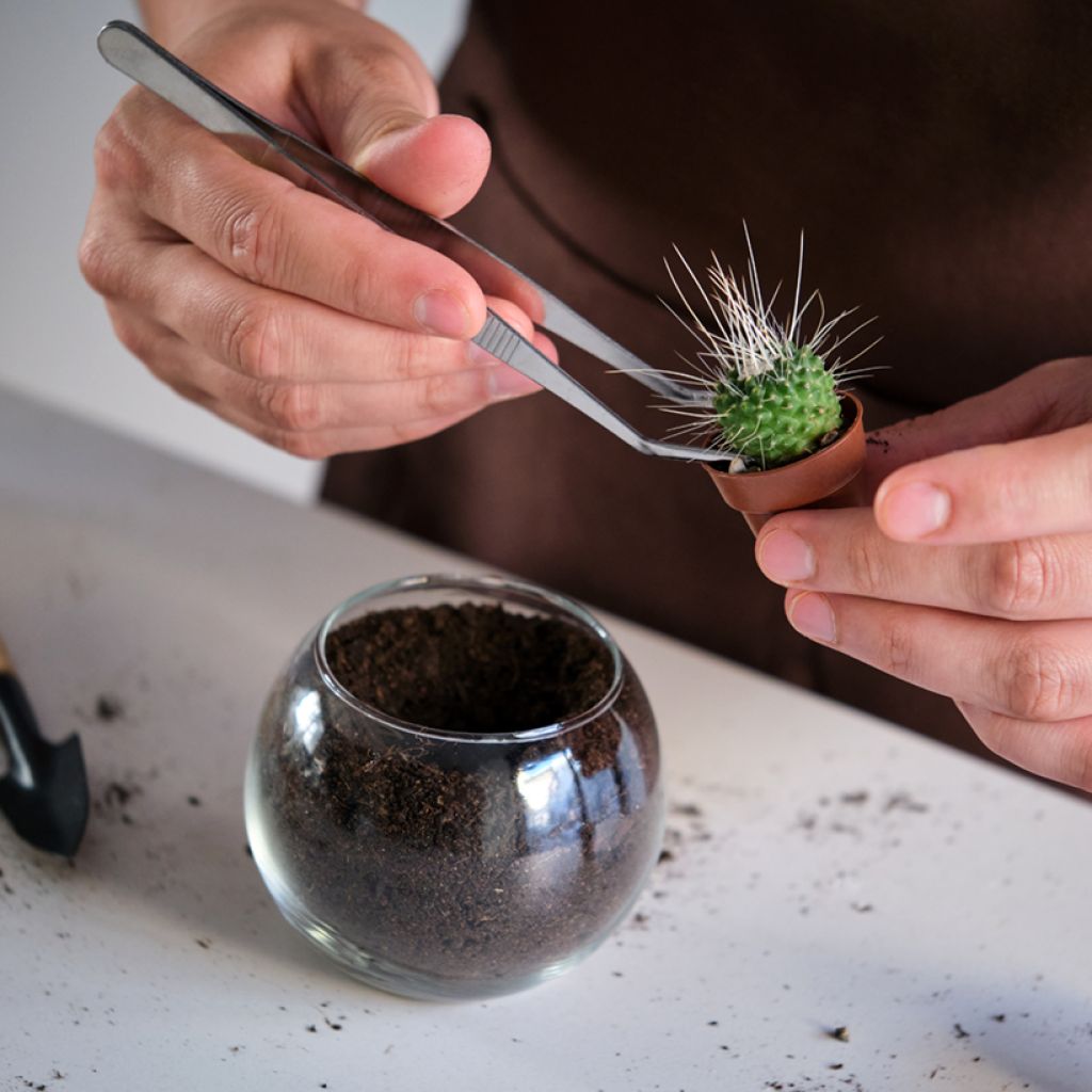 Kaktus - Mammillaria Un Pico