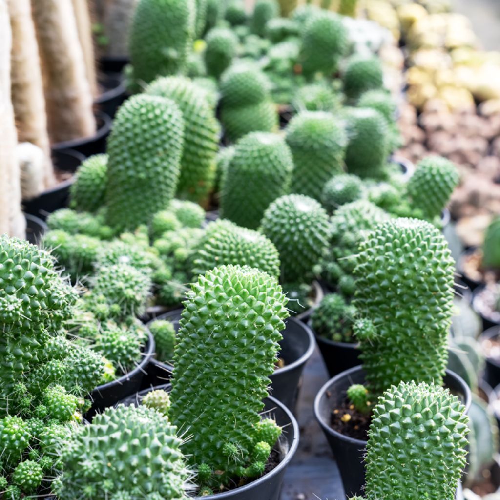 Kaktus - Mammillaria Un Pico