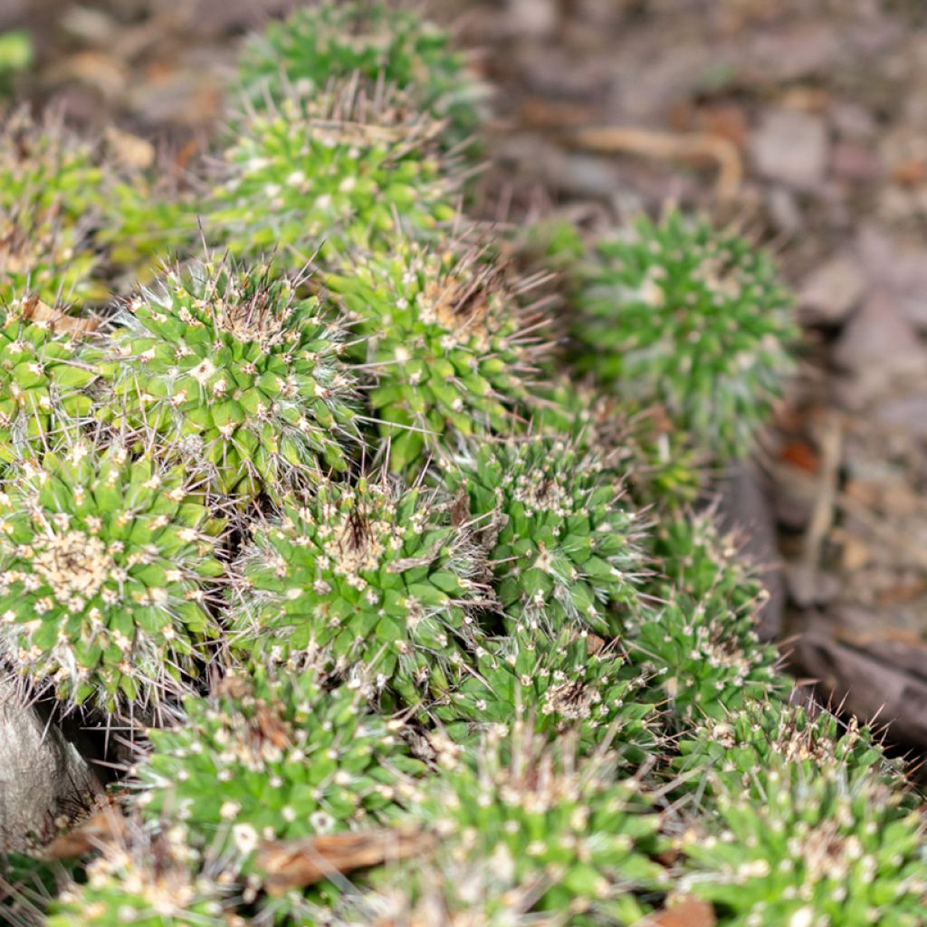 Kaktus - Mammillaria compressa