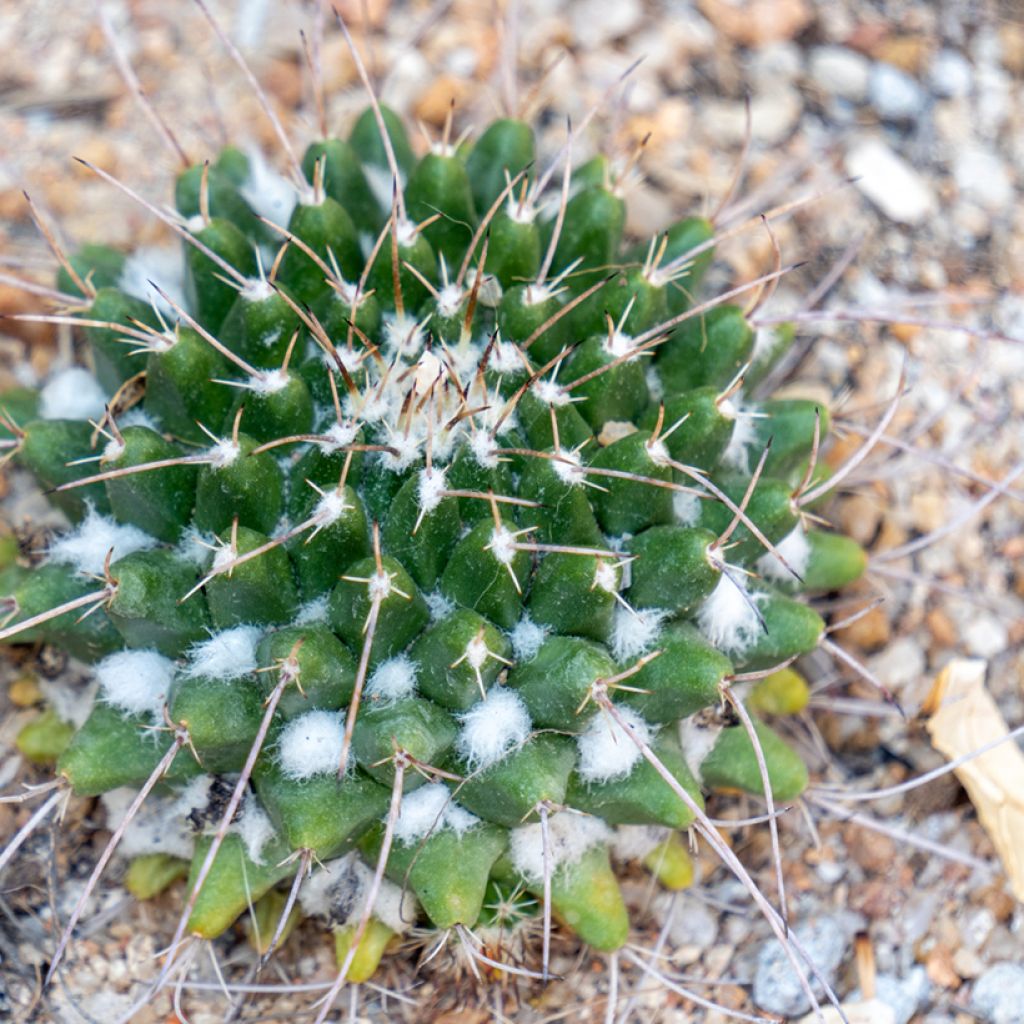 Kaktus - Mammillaria compressa
