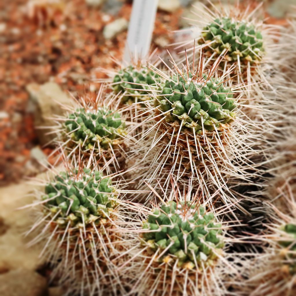 Kaktus - Mammillaria compressa