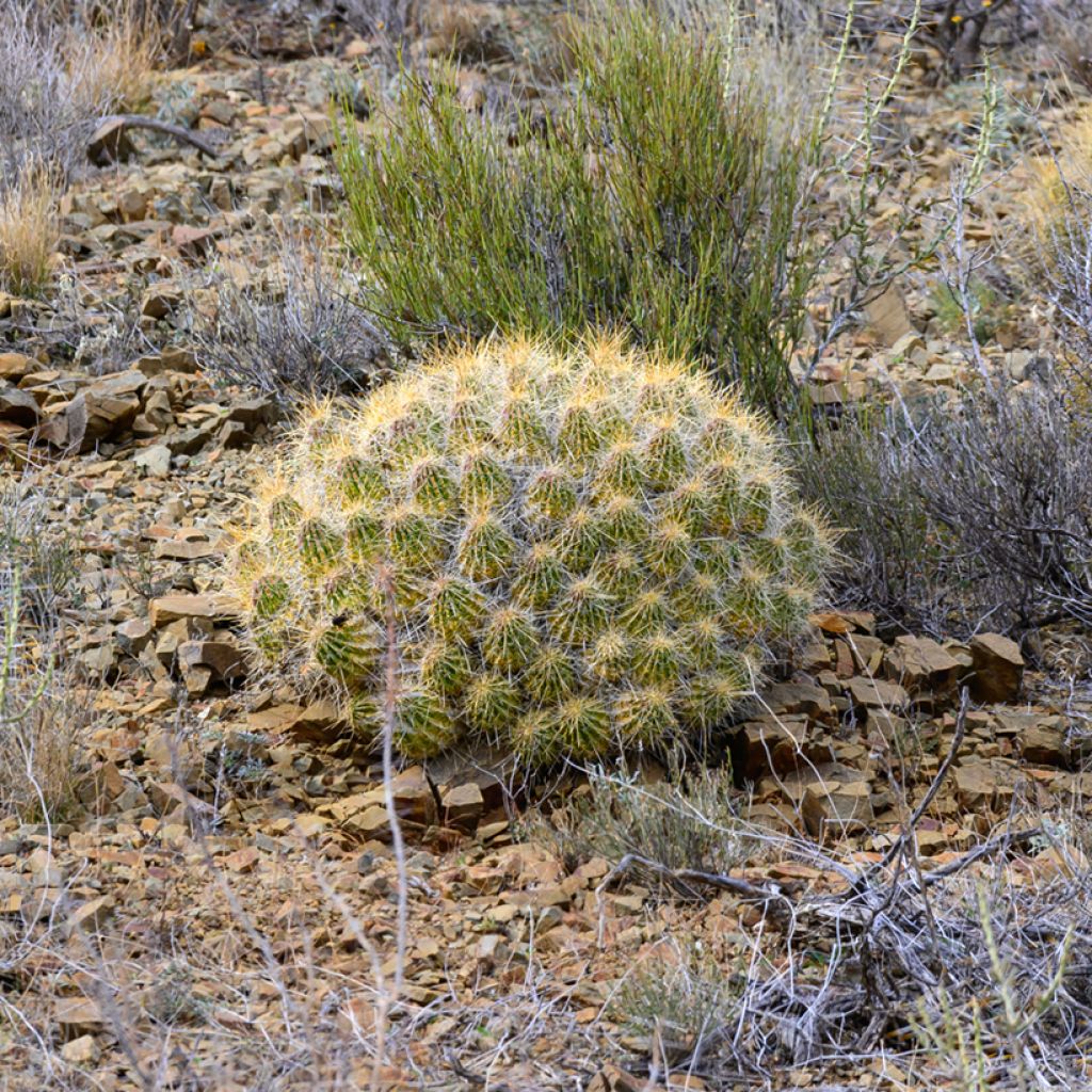 Kaktus - Mammillaria compressa