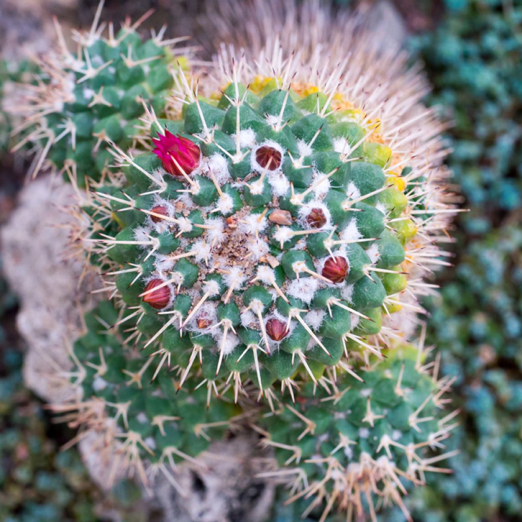 Kaktus - Mammillaria compressa