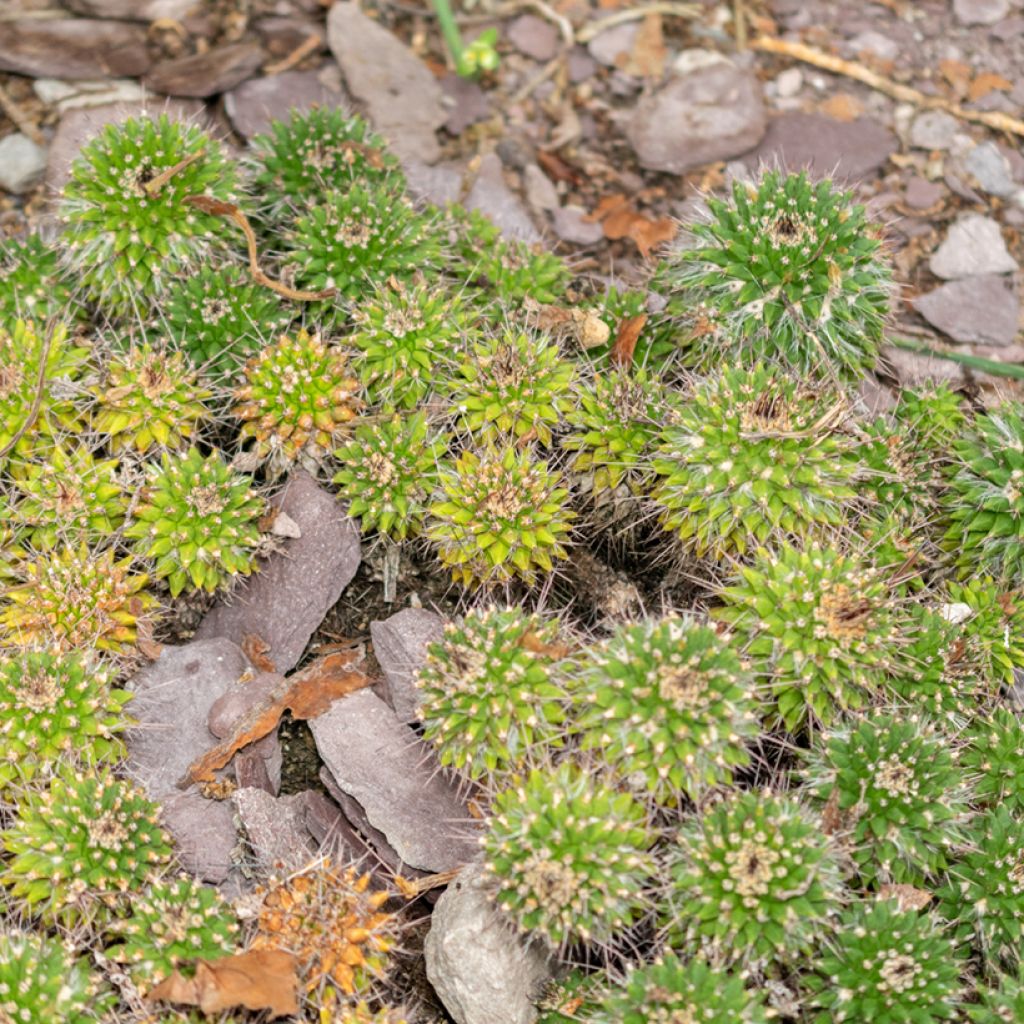 Kaktus - Mammillaria compressa