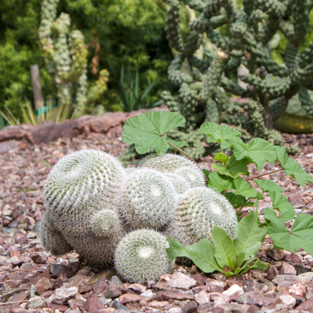 Kaktus - Mammillaria hahniana