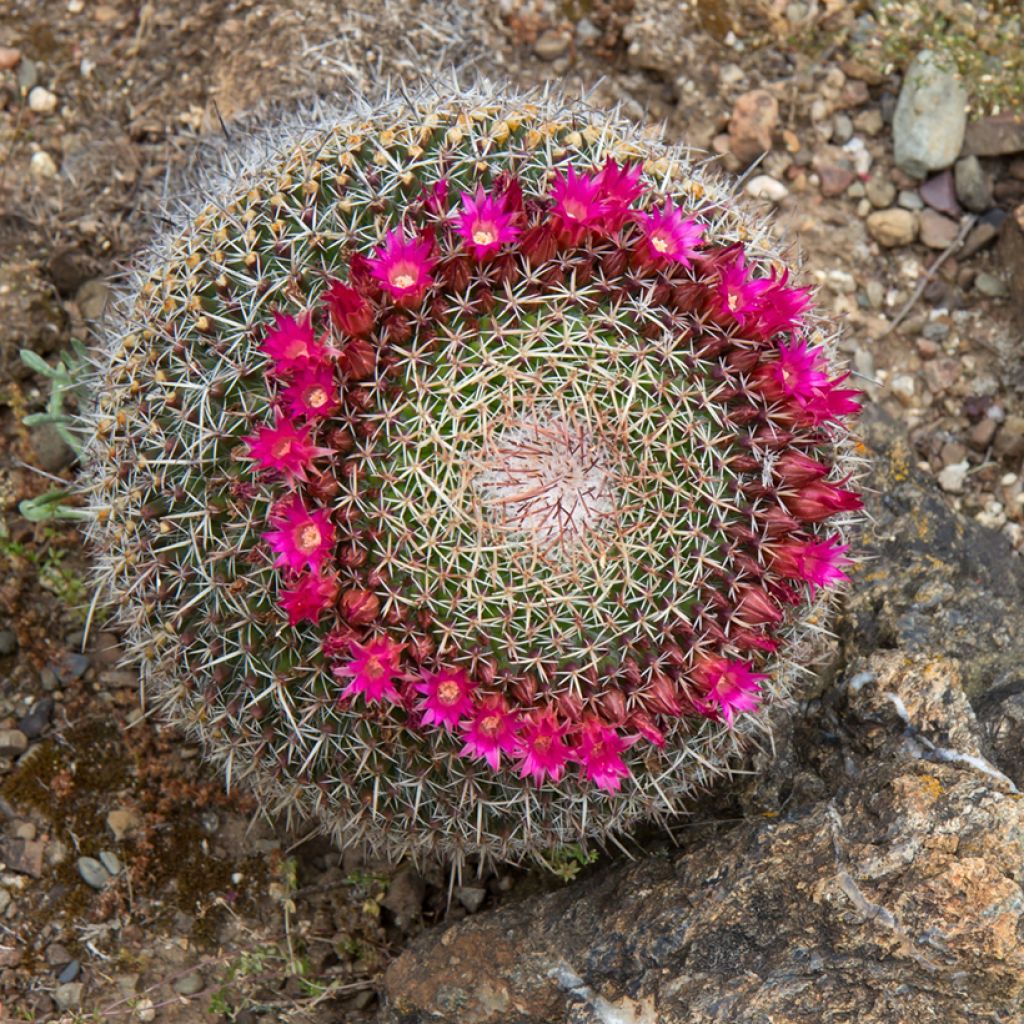 Kaktus - Mammillaria hahniana
