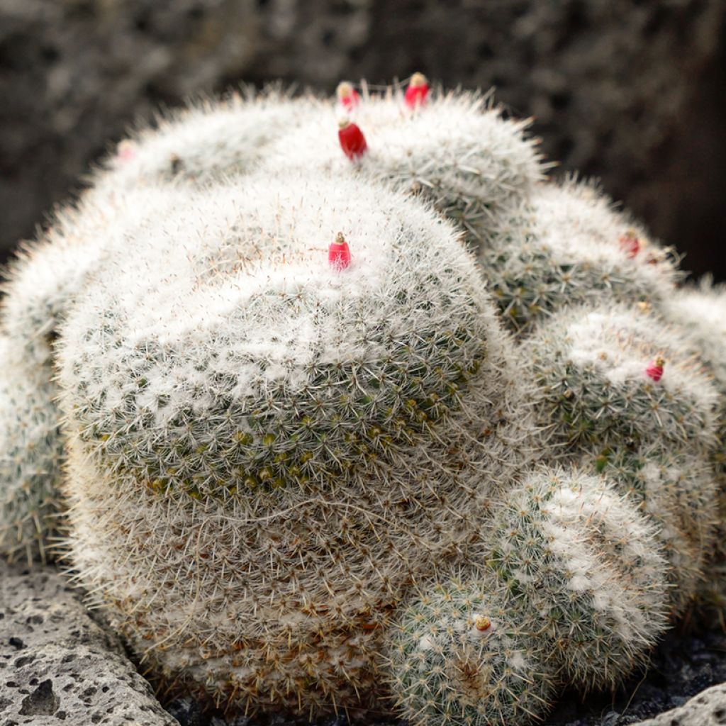 Kaktus - Mammillaria hahniana