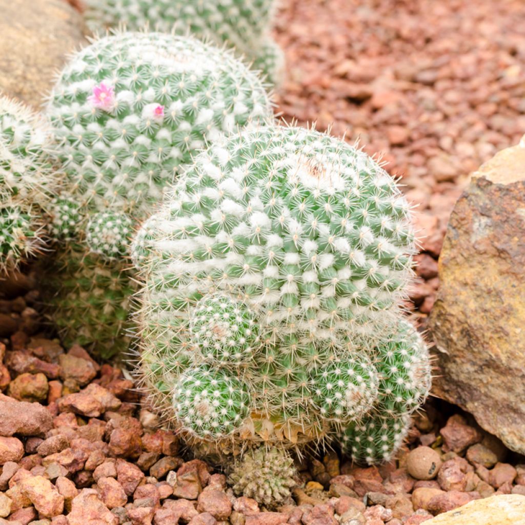 Kaktus - Mammillaria hahniana