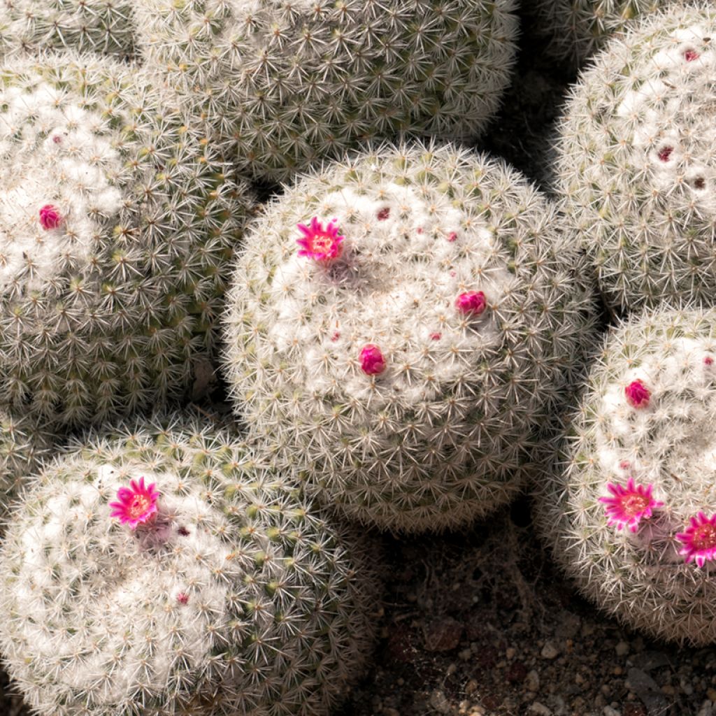Kaktus - Mammillaria hahniana