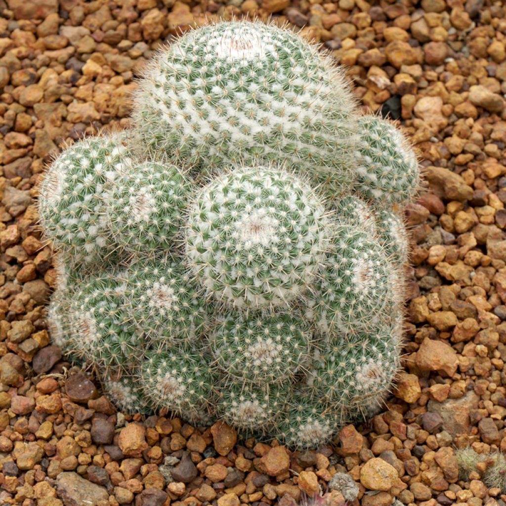 Kaktus - Mammillaria hahniana