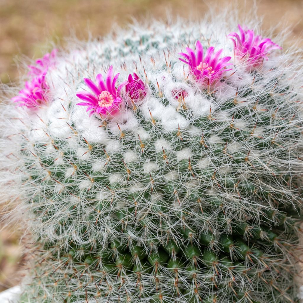 Kaktus - Mammillaria hahniana