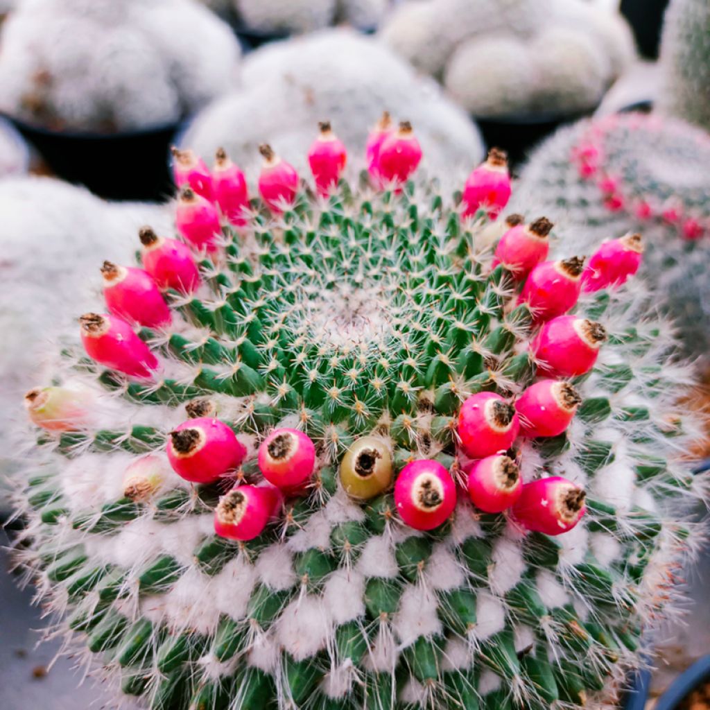 Kaktus - Mammillaria hahniana